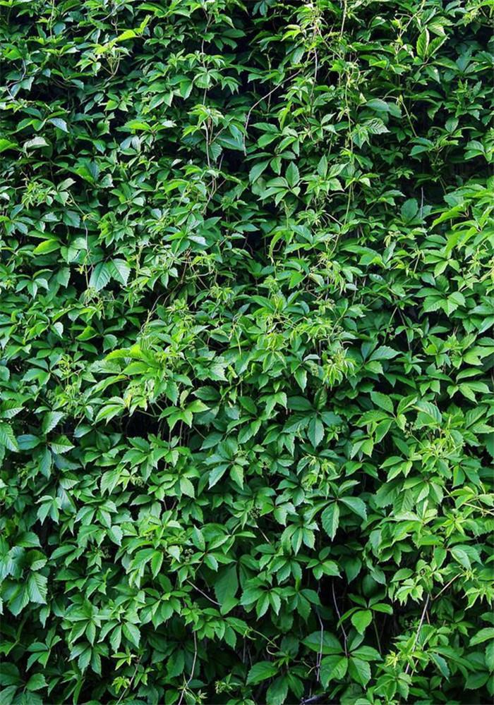  p>五叶地锦(学名: i>parthenocissus quinquefolia /i> (l.) planch.