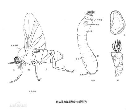 蚋（吸血蝇类总称）_百度百科