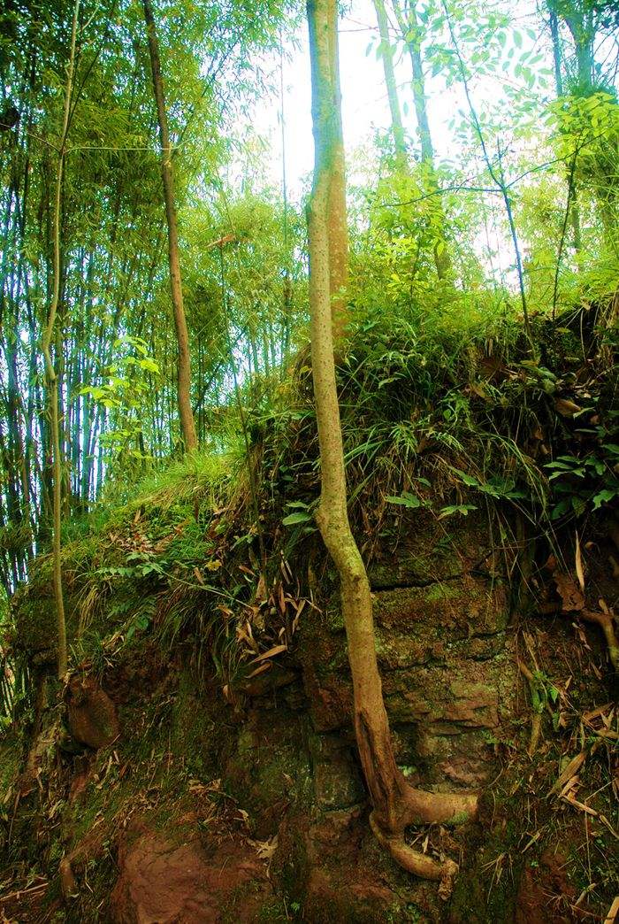  p>割舌树属(学名:walsura roxb.