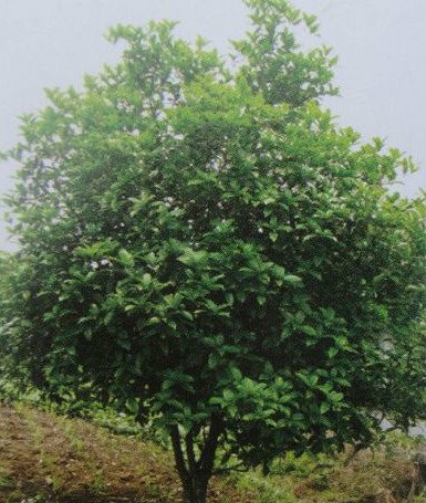  p>籽银桂(学名: i>osmanthus fragrans /i> 'zi yingui&amp