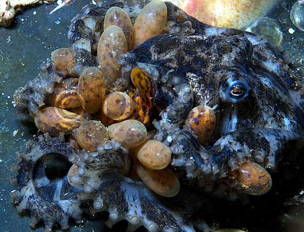  p>斑点豹纹蛸(学名: i>hapalochlaena maculosa /i>):体长约20厘米.