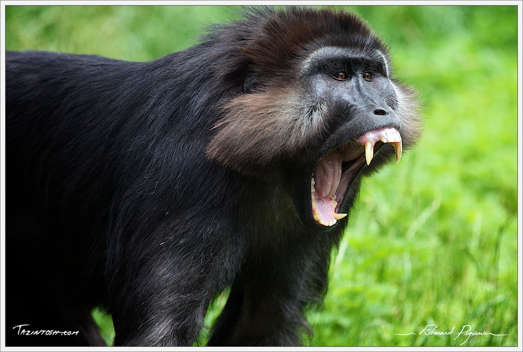 tonkean black macaque