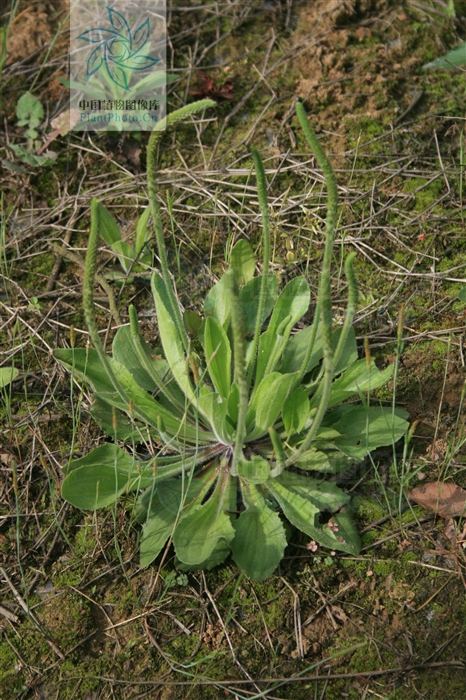 p>北美车前(学名: i>plantago virginica /i>  l.