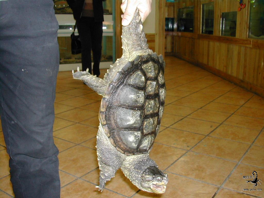  p>平背麝香龟原产于美国亚拉巴马州的black warrior river(黑战士河)