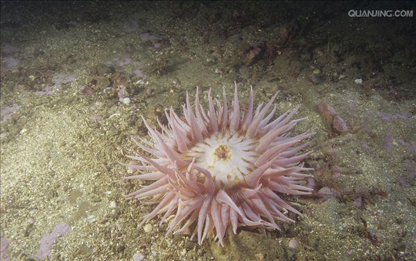  p>刺胞动物门(cnidaria)又称刺细胞动物门,过去称为 a href="#" data