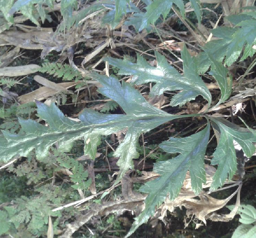  p>三角叶黄连( i>coptis deltoidea /i> c.y.