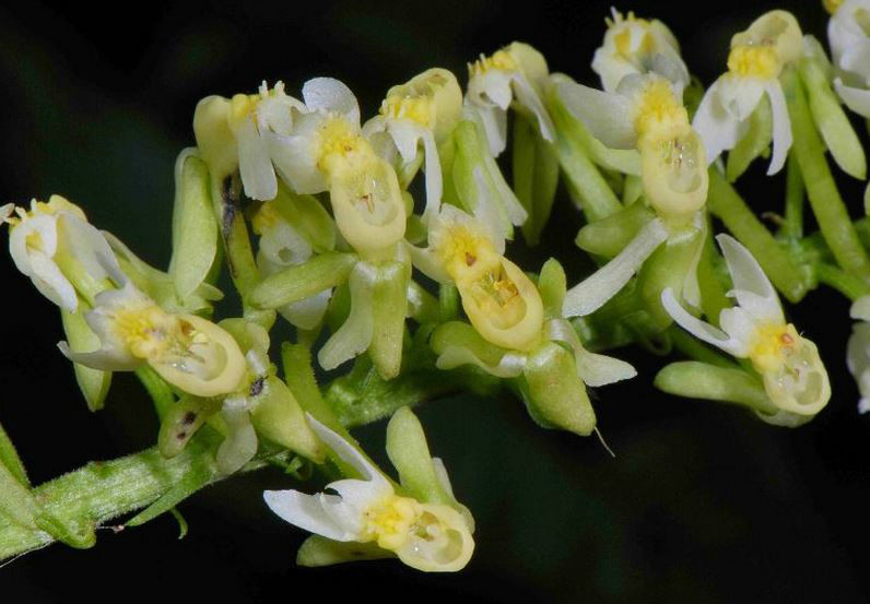  p>剑叶虾脊兰(学名: i>calanthe davidii /i>  franch.