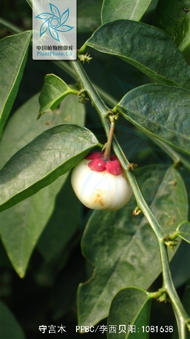 merr.)是大戟科守宫木属植物.