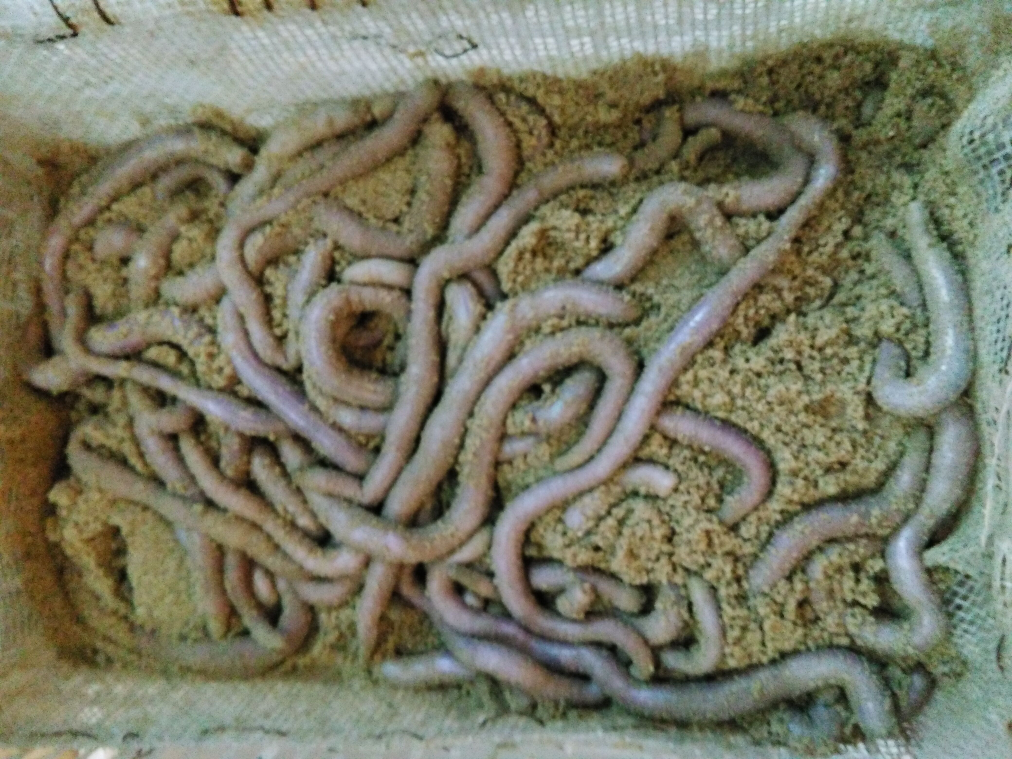  p>沙虫又称光裸星虫,也叫沙肠子, a href="#" data-lemmaid="2912532