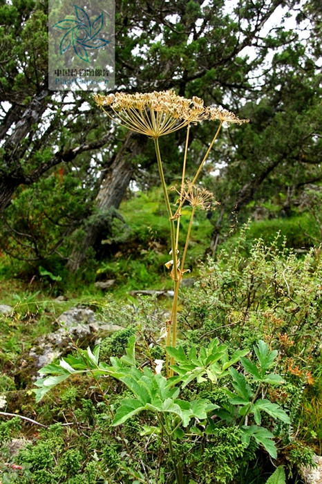  p> b>钝叶独活 /b>(学名: i>heracleum obtusifolium /i>)是伞形科