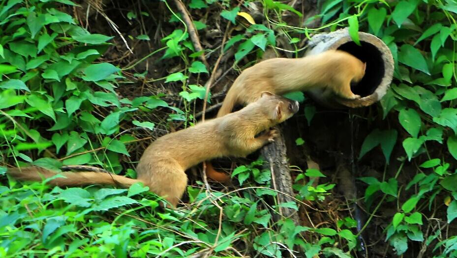  p>黄仙是指民间的黄鼠狼,又称黄皮子,很擅长从农户偷鸡,但自身又极具