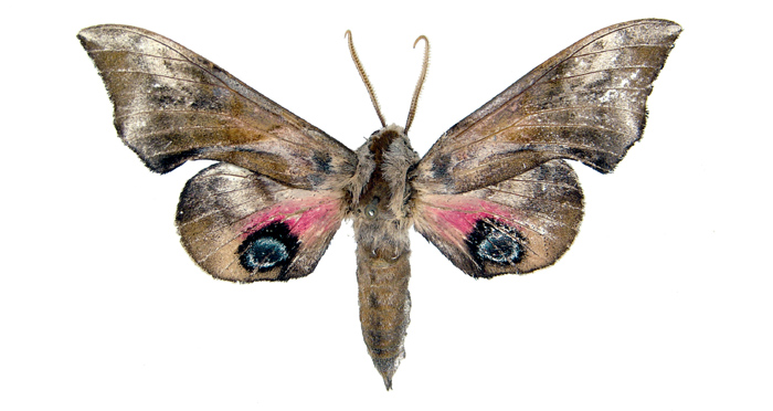  p>蓝目天蛾( i>smeritus planus /i>&nbsp;walker,1856)是天蛾科