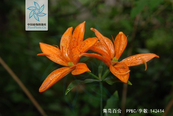  p>青岛百合(学名: i>lilium tsingtauense /i>)又名 a target="