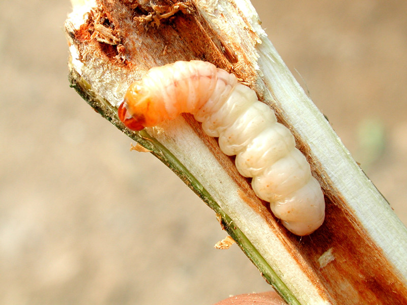 shecia siningensis hsu