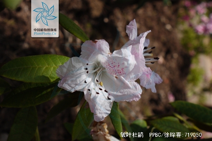  p>皱叶杜鹃(学名: i>rhododendron denudatum /i> levl.