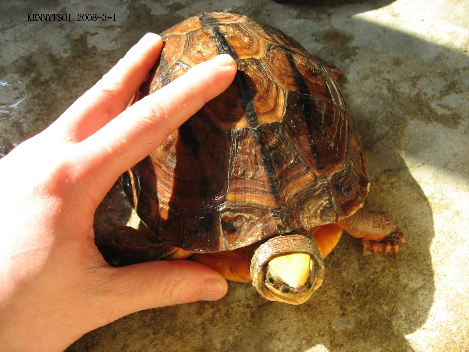  p>三线闭壳龟(学名: i>cuora trifasciata /i>)是龟科,闭壳龟属动物.