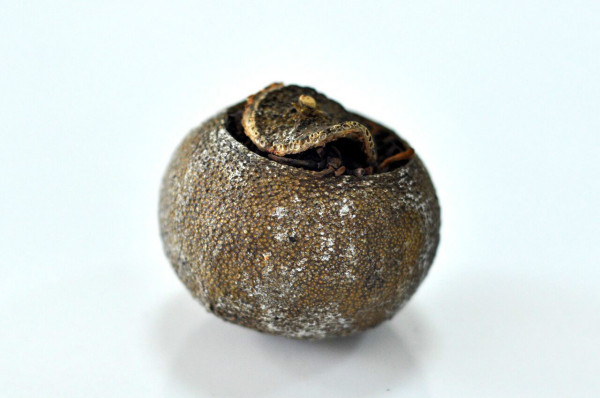 陈皮普洱茶_百度百科