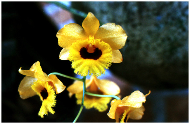  p>流苏石斛(学名: i>dendrobium fimbriatum /i>  hook.