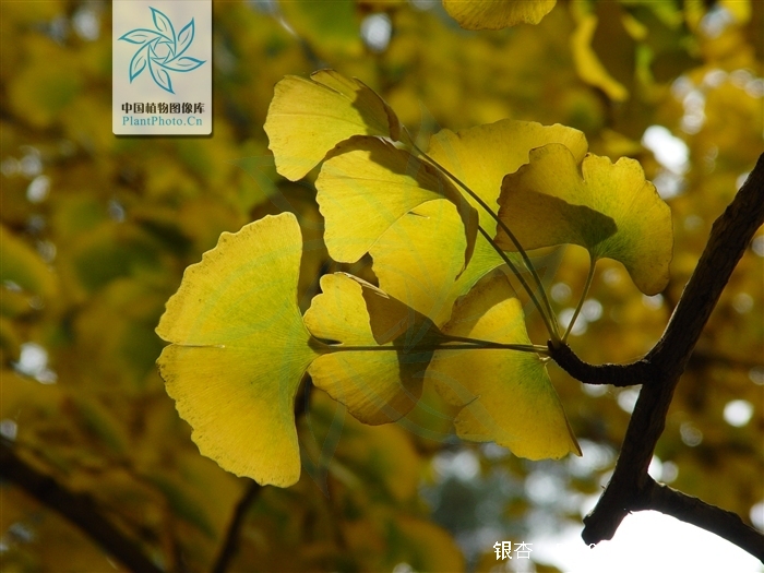 银杏