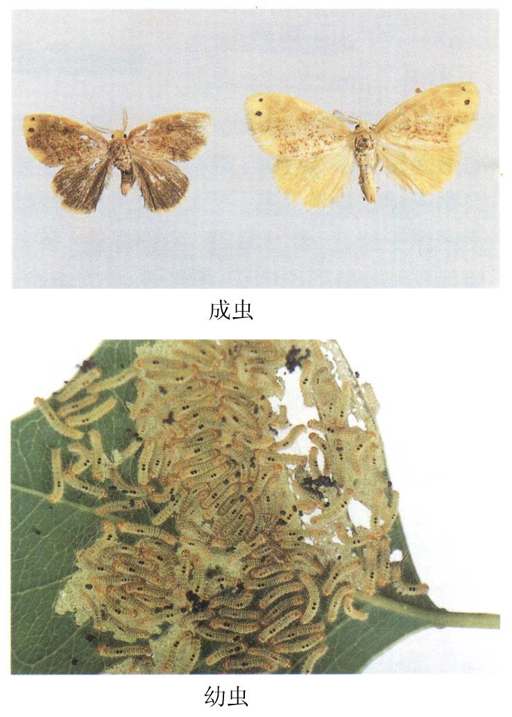  p>侧柏毒蛾( i>parocneria furva /i>&nbsp;leech,1888)属鳞翅目