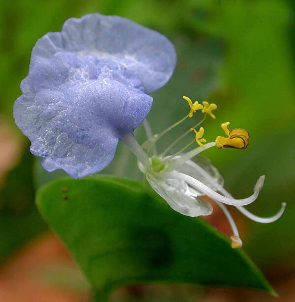  p>大叶鸭跖草(学名: i>commelina suffruticosa /i> bl.