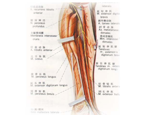data-lemmaid="7425013">小腿 /a>前区是重要的局部解剖部位,为一些
