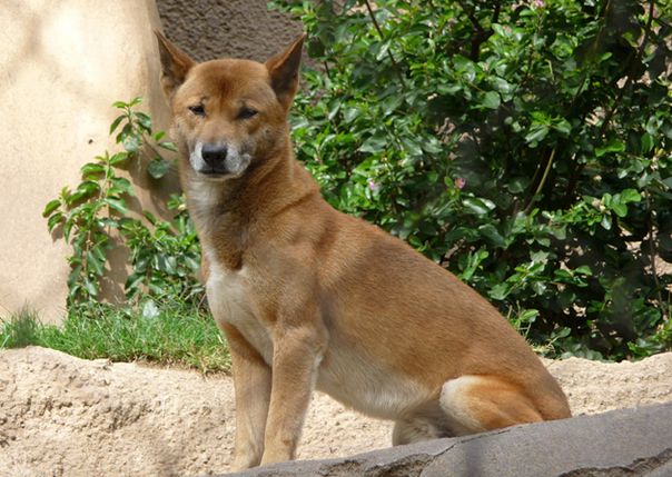  p>新几内亚歌唱犬(学名:canis lupus hallstromi)是 a href="#" data