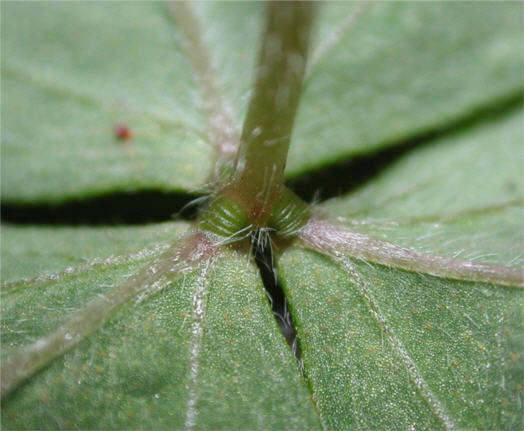  p>叶枕是在 a href="#">禾本科 /a>植物中