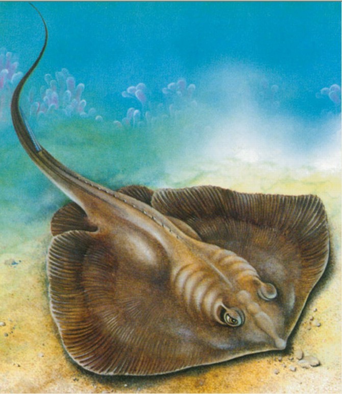 a>是近亲,都是属于 a href="#" data-lemmaid="6194678">软骨鱼类 /a>