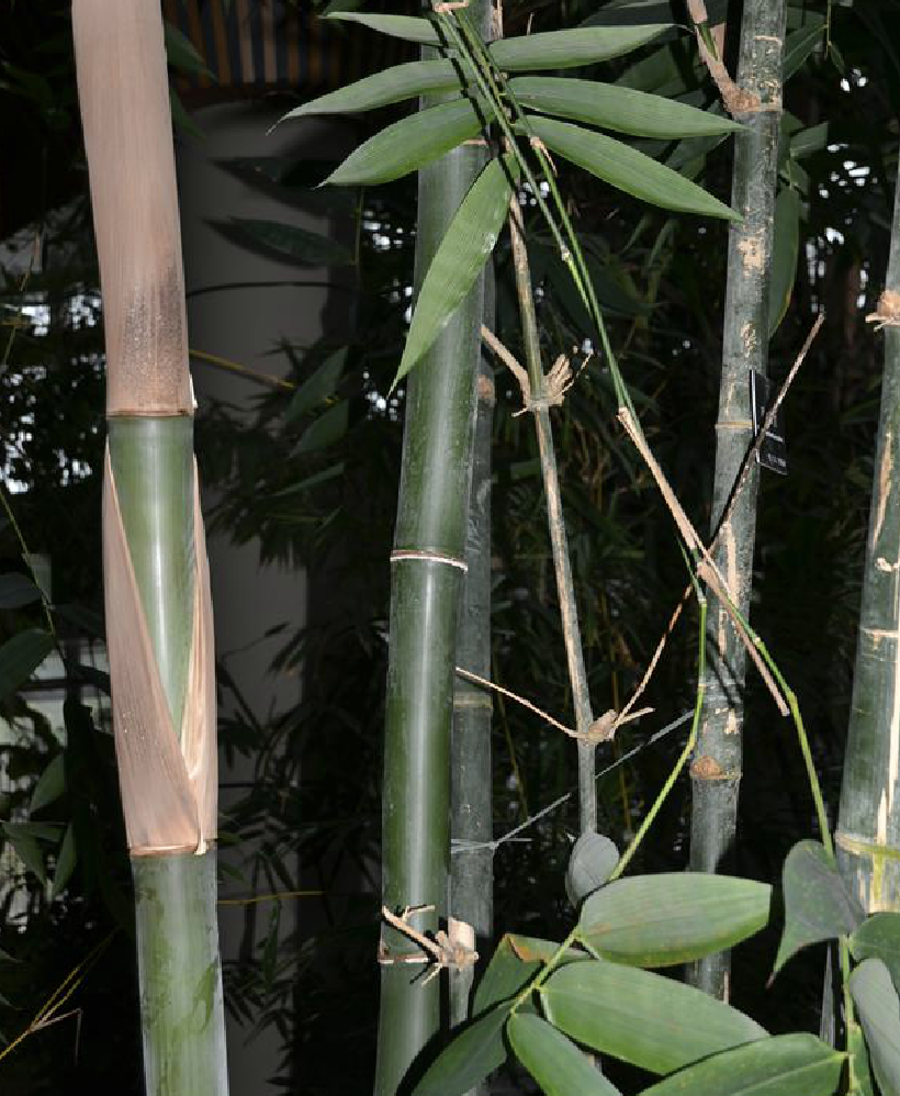  p>吊丝球竹(学名: i>bambusa /i>  i>beecheyana /i> munro)是禾本科