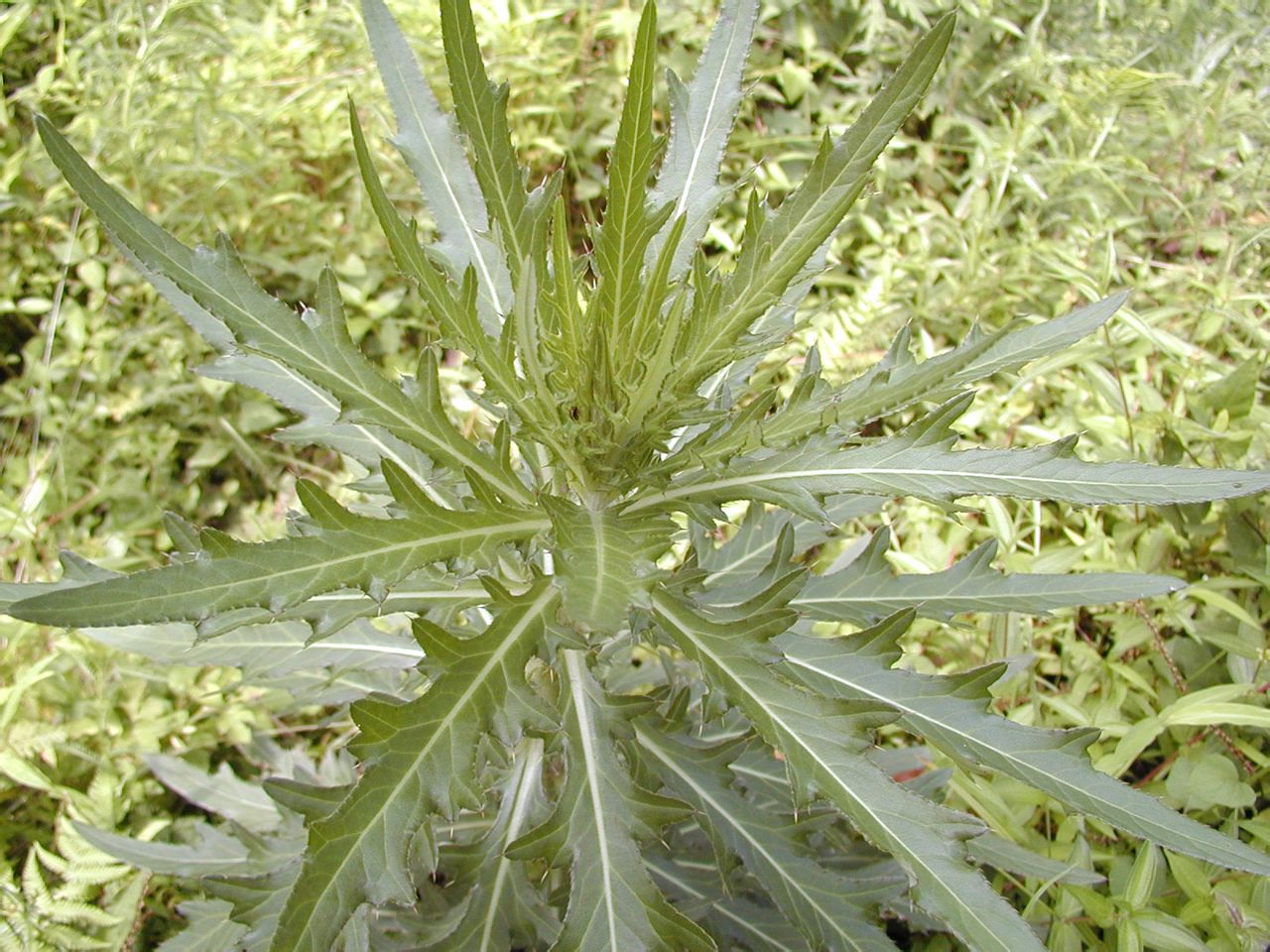 p>刺儿菜(学名: i>cirsium arvense var.