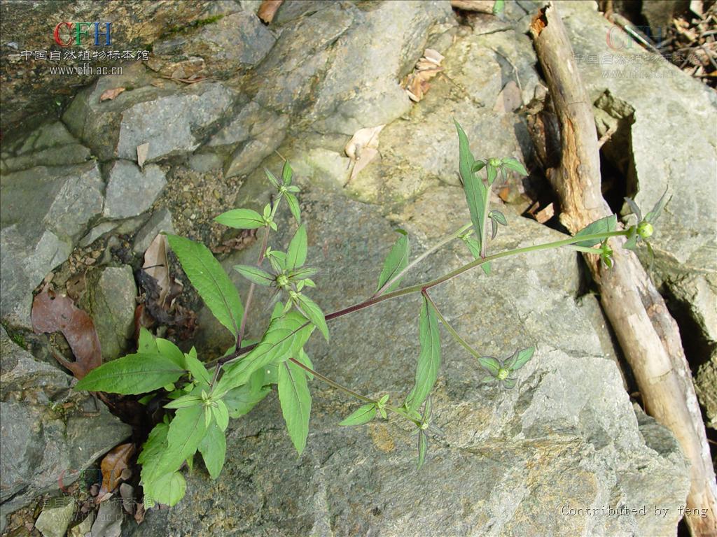  p>金挖耳(学名:carpesium divaricatum)为菊科 a