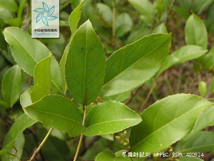  p>冬青叶鼠刺(学名: i>itea ilicifolia /i> oliv.