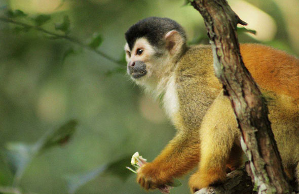 black-crowned central american squirrel monkey