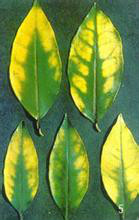 柑橘缺镁症是一种常见植物疾病,主要表现为叶肉黄化,叶脉绿色;老叶