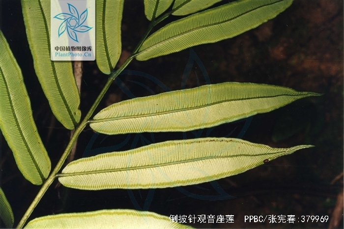  p>倒披针观音座莲为 a href="#" data-lemmaid="1158574">观音座莲科