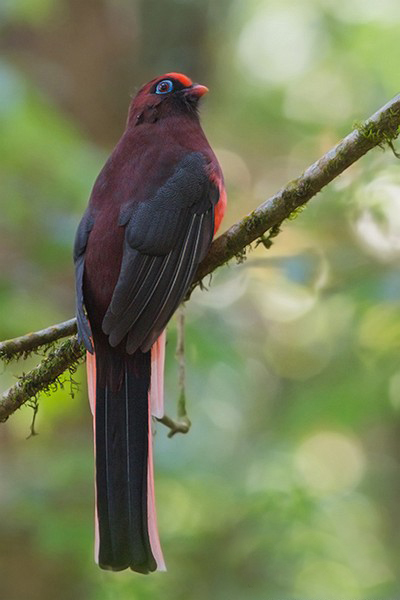  p>红腹咬鹃(学名: i>harpactes wardi /i>)为咬鹃科咬鹃属的 a href=