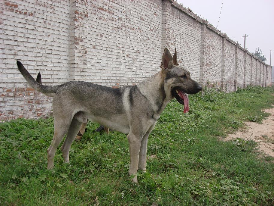  p>狼青犬是一种狼青色的狼犬,在我国分布比较广泛,尤其在北方地区