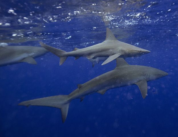 加拉帕戈斯鲨鱼