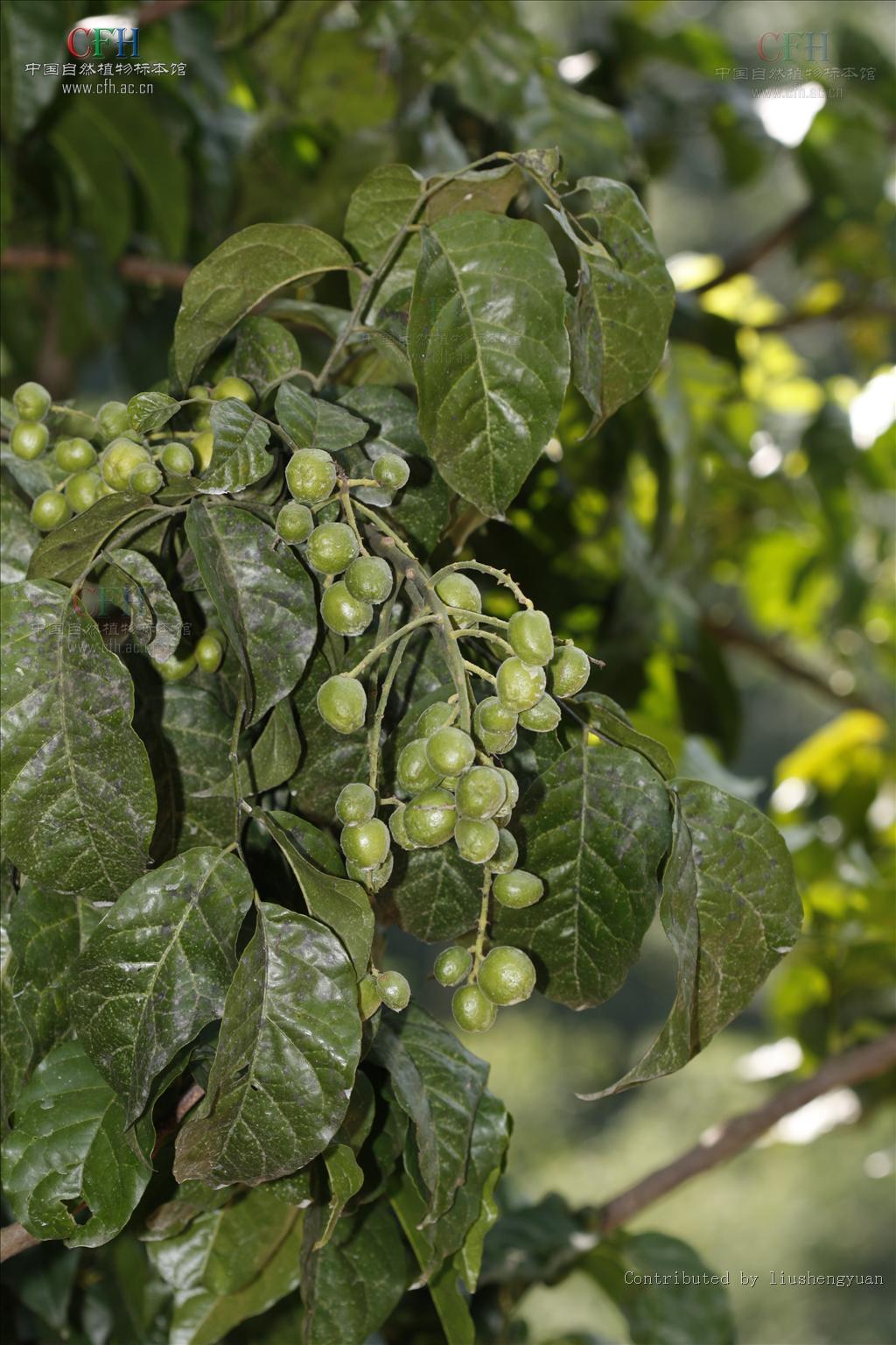 skeels),芸香科黄皮属乔木植物,小叶呈卵形或卵状椭圆形,两侧不对称