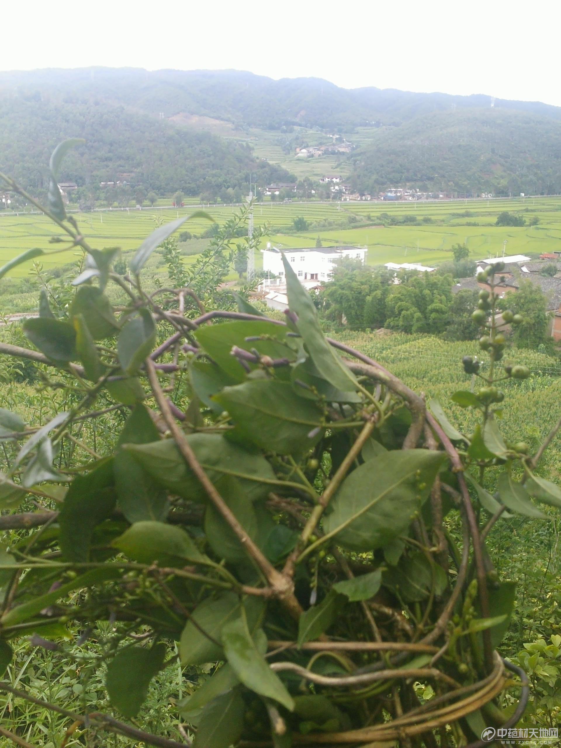  p>鸡屎藤(学名: i>paederia foetida  /i>l.