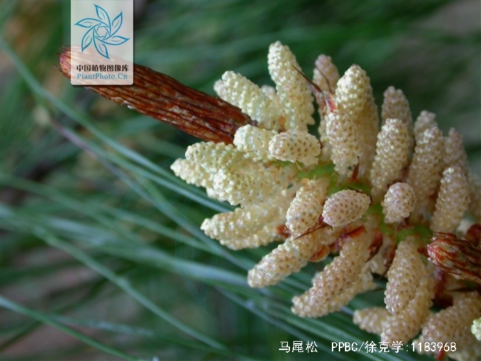  p>马尾松(学名: i>pinus massoniana /i> lamb i>.