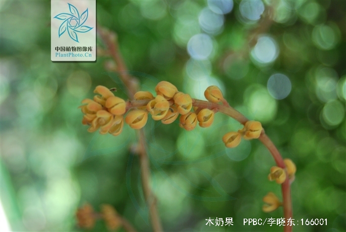  p>木奶果(学名: i>baccaurea ramiflora /i> lour.