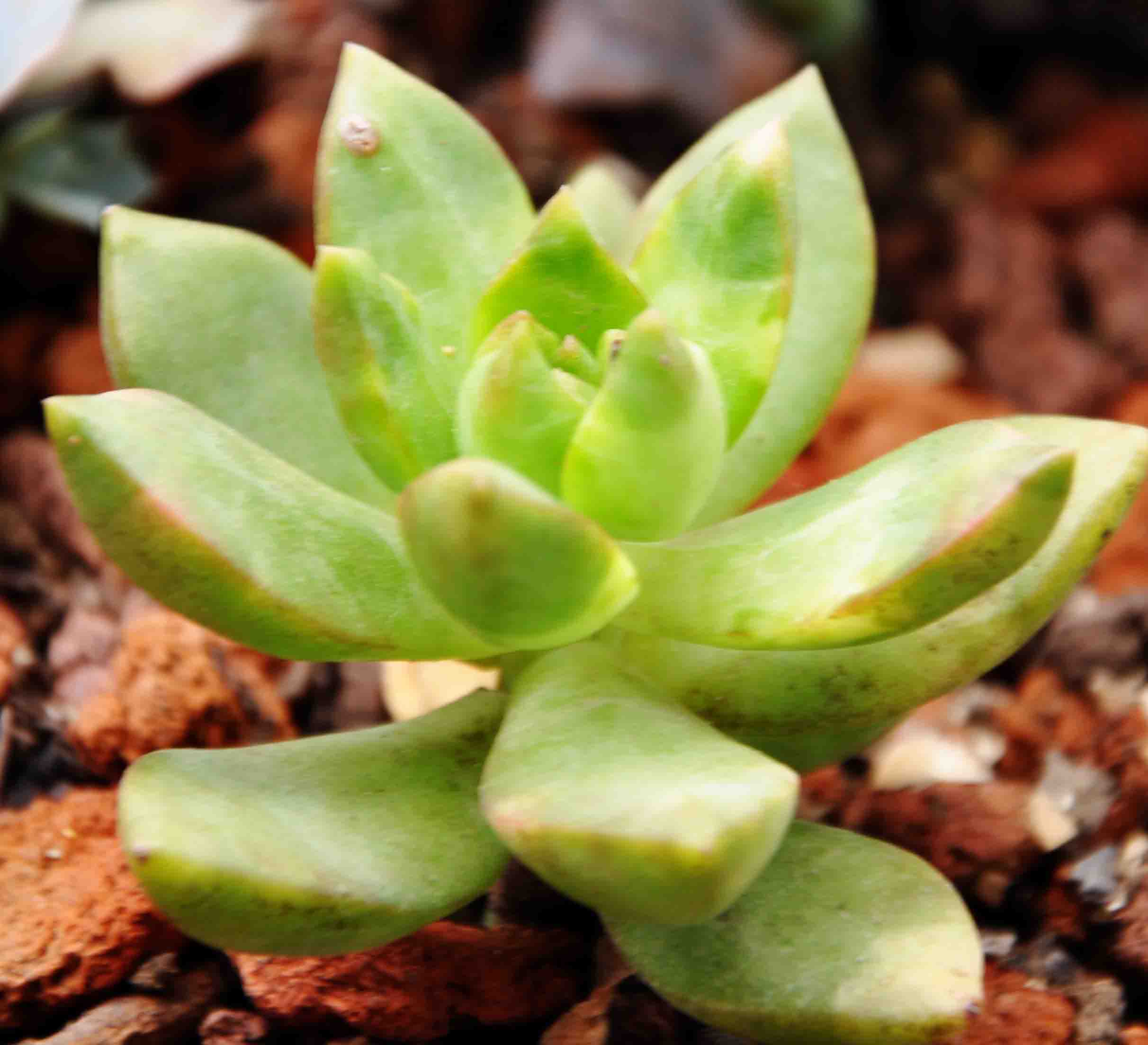  p>莲花掌(学名: i>aeonium /i>  i>arboreum /i> webb &amp