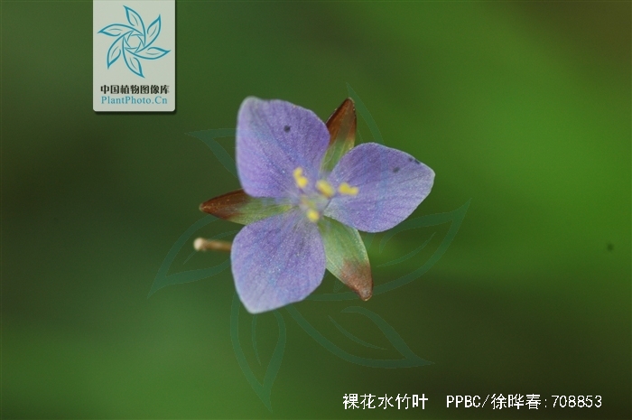  p>裸花水竹叶为多年生草本.须根发达.