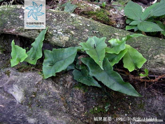  p>鳞果星蕨(学名:lepidomicrosorum buergerianum (miq.