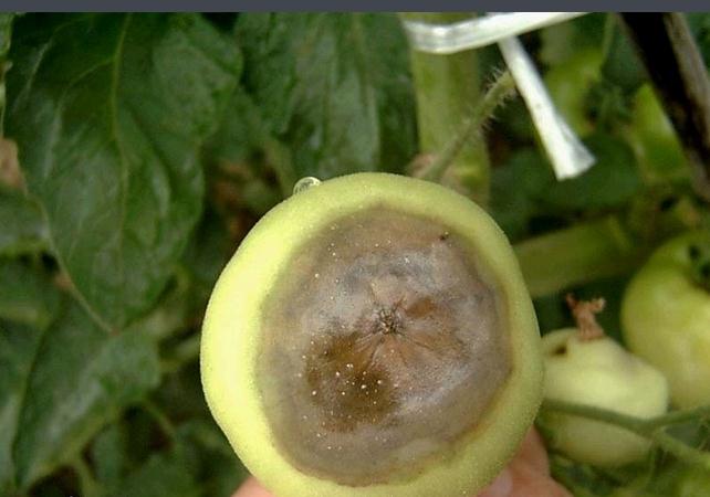  p data-id="gnbkz6za88">番茄晚疫病又称番茄疫病,是由疫霉菌侵染所