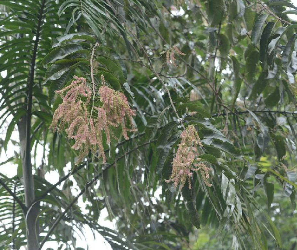  p>千果榄仁(学名: i>terminalia myriocarpa /i> vaniot huerck et