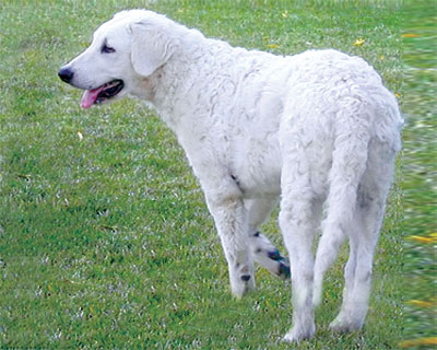  p>库瓦兹犬,原产地匈牙利,起源于13世纪.