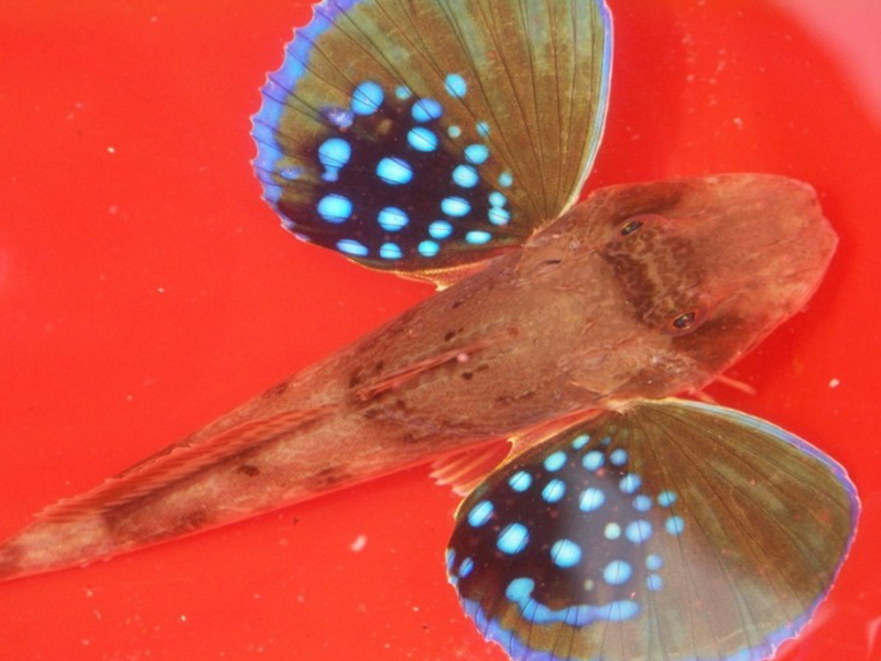  p>绿鳍鱼(学名: i>chelidonichthys kumu /i>),俗称  a href="#"